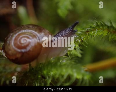 Schnell glänzende Schnecke (Zonitoides arboreus) Stockfoto