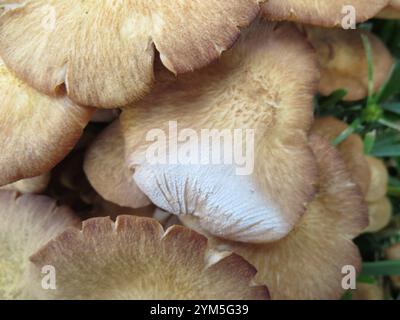 Ringloser Honigpilz (Desarmillaria caespitosa) Stockfoto