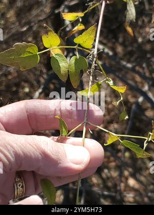 Western White Clematis (Clematis ligusticifolia) Stockfoto