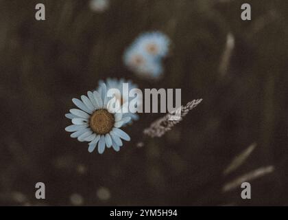 Eine Nahaufnahme eines zarten Gänseblümchens mit weißen Blüten und einer gelben Mitte, vor einem unscharfen, stimmungsvollen Hintergrund aus Wildblumen und Gräsern. Stockfoto