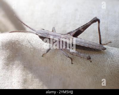 Rocky Mountain gestreute Heuschrecke (Chloealtis abdominalis) Stockfoto