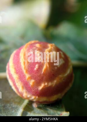 Gestreifte Pea Gall Wasp (Cynips longiventris) Stockfoto