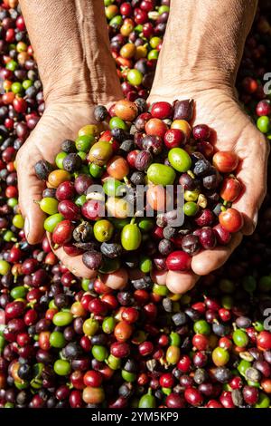 Farmer halten Bio-arabica-Kaffee in den Händen. Die Ernte von arabica-Kaffeebeeren durch den Landwirt. Arbeiter ernten arabica-Kaffeebeeren auf seinem BH Stockfoto