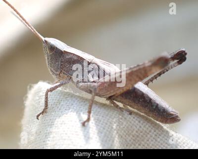 Rocky Mountain gestreute Heuschrecke (Chloealtis abdominalis) Stockfoto