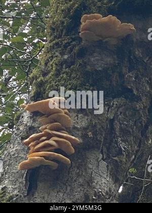 Westliches Hartholz-Schwefelregal (Laetiporus gilbertsonii) Stockfoto