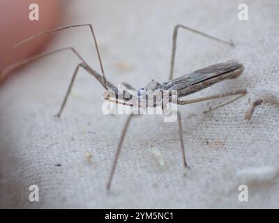 Vierschürzter Käfer (Zelus tetracanthus) Stockfoto