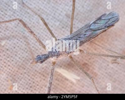 Vierschürzter Käfer (Zelus tetracanthus) Stockfoto