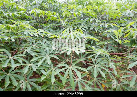 Mandioqueira, bekannt als Manzoia, Maniok, cassava, caselinha, uaipi, süß cassava, sind gemeinsame Namen von Manihot esculenta. Arten von tuberous Pflanze o Stockfoto