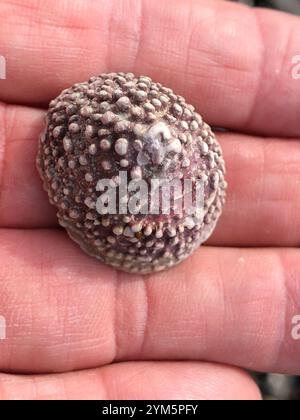 Whitecap Limpet (Acmaea mitra) Stockfoto