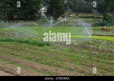 Wasser sprühen von Sprinkler auf Salat Gemüseanbau in Brasilianisch Vertraute Farm Stockfoto