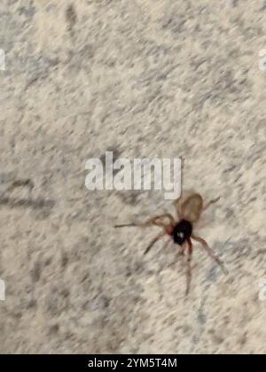 Breiter SAC-Spider (Trachelas tranquillus) Stockfoto