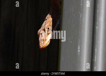 Nahaufnahme der atemberaubenden Brown Anole Stockfoto