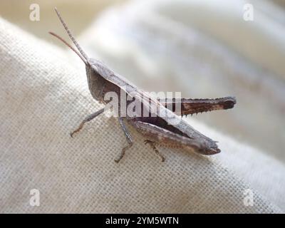 Rocky Mountain gestreute Heuschrecke (Chloealtis abdominalis) Stockfoto