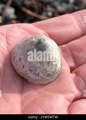Whitecap Limpet (Acmaea mitra) Stockfoto
