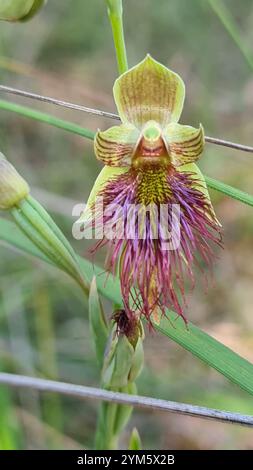 RotbartOrchidee (Calochilus paludosus) Stockfoto