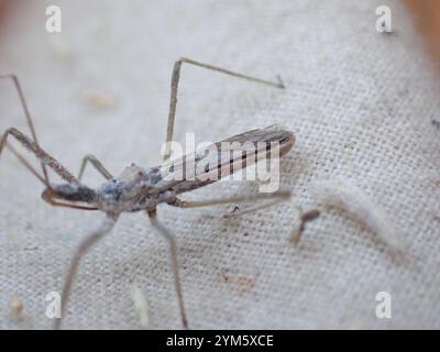 Vierschürzter Käfer (Zelus tetracanthus) Stockfoto