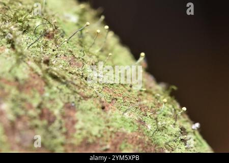 Schwefelstoppelflechte (Chaenotheca furfurfuracea) Stockfoto