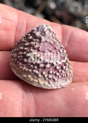 Whitecap Limpet (Acmaea mitra) Stockfoto