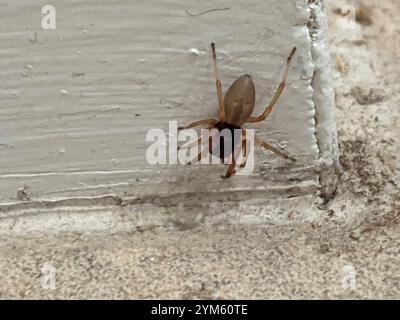 Breiter SAC-Spider (Trachelas tranquillus) Stockfoto