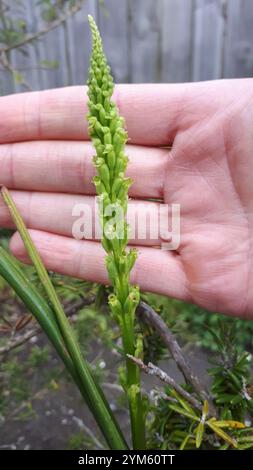 Zwiebeln-Orchideen (Microtis unifolia) Stockfoto