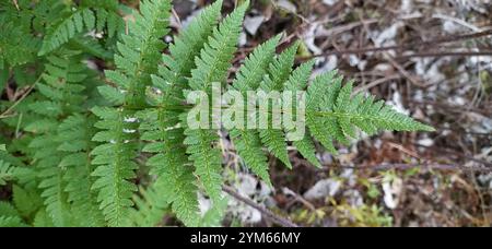 Spinulose-Holzfarn (Dryopteris carthusiana) Stockfoto
