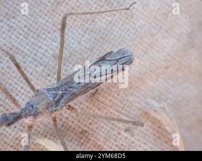 Vierschürzter Käfer (Zelus tetracanthus) Stockfoto