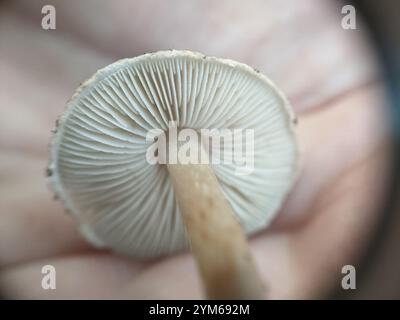 Grüner Dapperling (Lepiota grangei) Stockfoto