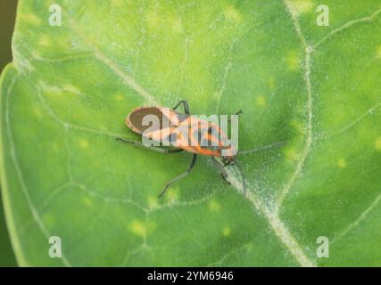 Darth Maul Bug (Spilostethus hospes) Stockfoto