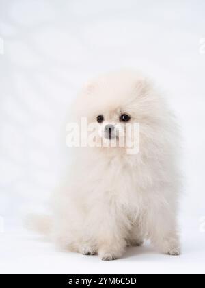 Ein flauschiger weißer Pommeraner sitzt auf weißem Hintergrund und blickt nach vorne. Das weiche Hundefell und die kleine Größe werden in diesem Porträt betont. Stockfoto