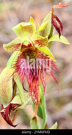 RotbartOrchidee (Calochilus paludosus) Stockfoto