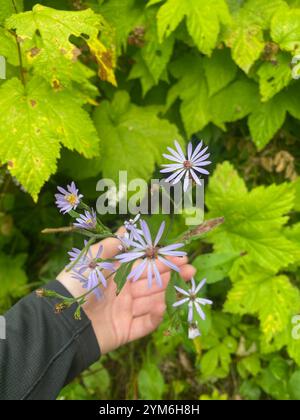 Lindley's Aster (Symphyotrichum ciliolatum) Stockfoto