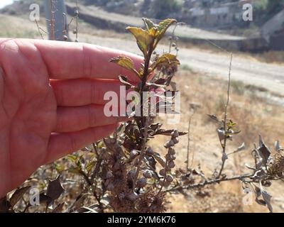 San Diego Bursage (Ambrosia chenopodiifolia) Stockfoto