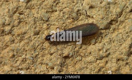 Gelbhalsige Trockenholztermite (Kalotermes flavicollis) Stockfoto