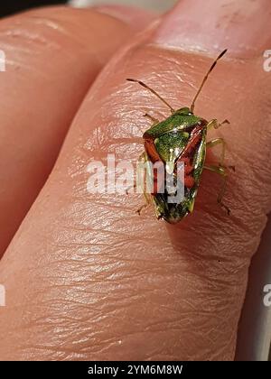 Wacholder Shield Bug (Cyphostethus Tristriatus) Stockfoto