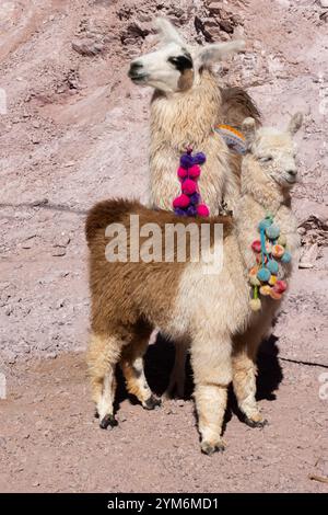 Kameliden, Lama Glama, mit bunten Ornamenten in Purmamarca, Jujuy Stockfoto