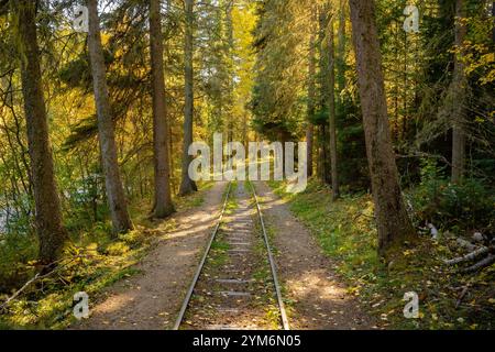 Eine Bahnstrecke führt durch einen üppig grünen Wald mit Bäumen auf beiden Seiten und Blättern auf dem Boden. Das Sonnenlicht filtert durch die Bäume, Stockfoto