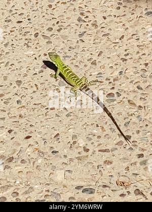 San Esteban Island x Sonora Stachelschwanziguana (Ctenosaura conspicuosa x Macrolopha) Stockfoto