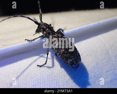 Kiefer Sawyer (Monochamus clamator) entdeckt Stockfoto