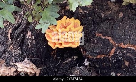 Westliches Hartholz-Schwefelregal (Laetiporus gilbertsonii) Stockfoto