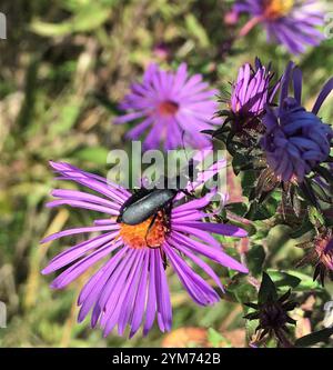 Schwarzer Blisterkäfer (Epicauta pensylvanica) Stockfoto