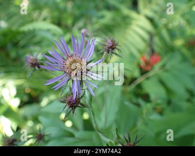 Sonnenblumen, Gänseblümchen, Astern und Verbündete (Asteraceae) Stockfoto