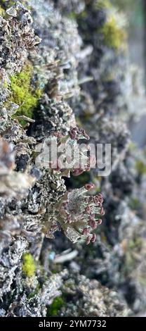 Glatte Hornflechte (Cladonia gracilis) Stockfoto