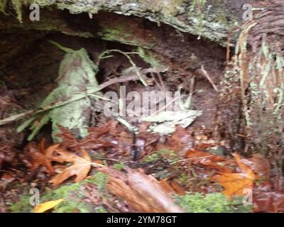 Schwefelstoppelflechte (Chaenotheca furfurfuracea) Stockfoto