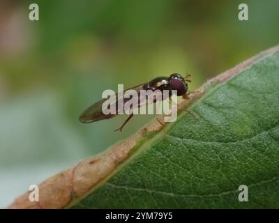 Variable Duskyface Fly (Melanostoma mellinum) Stockfoto