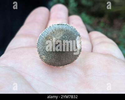 Grüner Dapperling (Lepiota grangei) Stockfoto