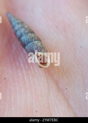 Gewöhnliche Türschnecke (Clausilia bidentata) Stockfoto