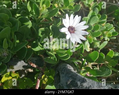 Afrikanische Gänseblümchen (Dimorphotheca fruticosa) Stockfoto