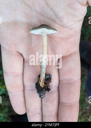 Grüner Dapperling (Lepiota grangei) Stockfoto