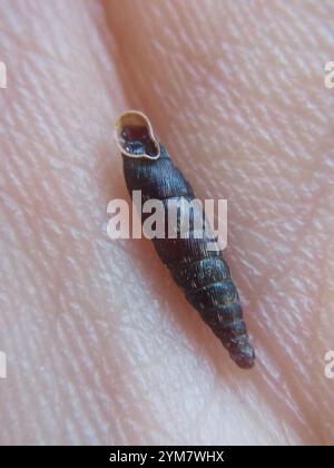 Gewöhnliche Türschnecke (Clausilia bidentata) Stockfoto