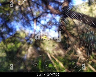 Kurzdorn Kitespider (Gasteracantha sanguinolenta) Stockfoto